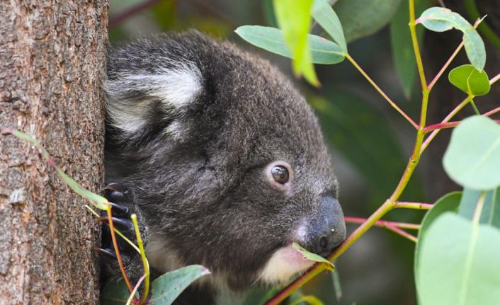 Avustralya koalaları nesli tükenmekte olan hayvanlar listesine aldı