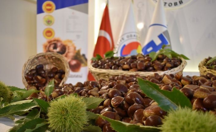 Aydın’da Kestane Çalıştayı için geri sayım başladı