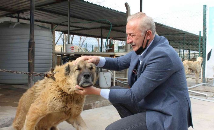 Başkan Atabay’ın can dostlar için yeni projesi hayata geçiyor
