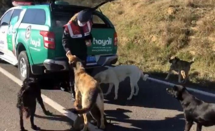 Çanakkale’de jandarma ekipleri sokak hayvanlarını besledi