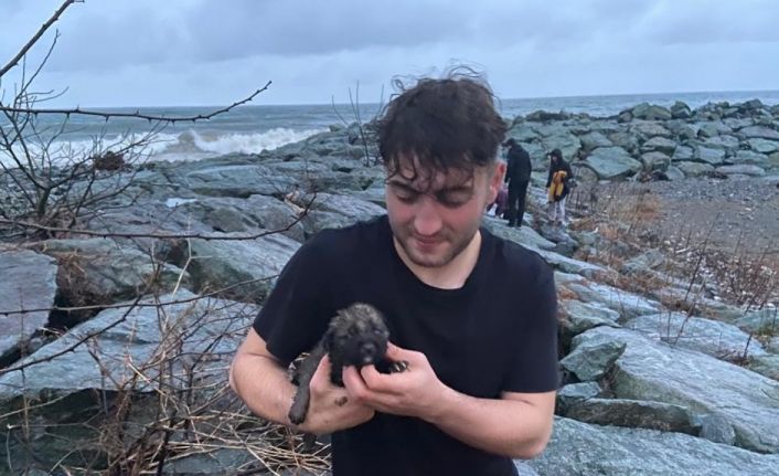 Deniz kenarındaki kayalıklarda doğuran köpek ve yavruları için vatandaşlar seferber oldu