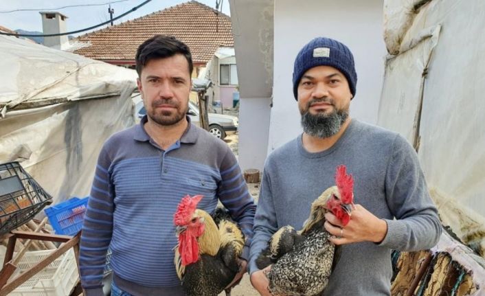 Denizli Horozunun yumurtası yurt dışına tanesi 50 TL’ye satılıyor