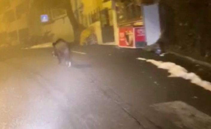 Diyarbakır’ın Kulp ilçesinde ilçe merkezine inen domuzlar kameraya yansıdı