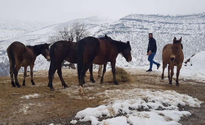 Donmak üzere olan atlara hayırsever vatandaş sahip çıktı