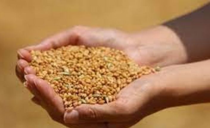 Edirne’de buğday 4 lira 49 kuruş oldu