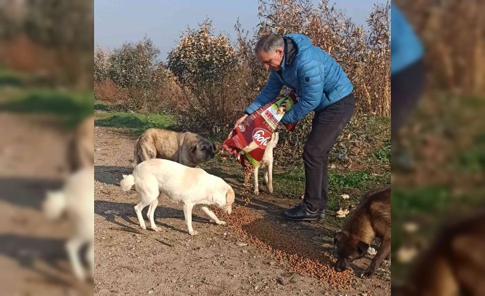 Efeler İlçe Tarım ve Orman Müdürlüğü ekipleri sokak hayvanlarını unutmadı