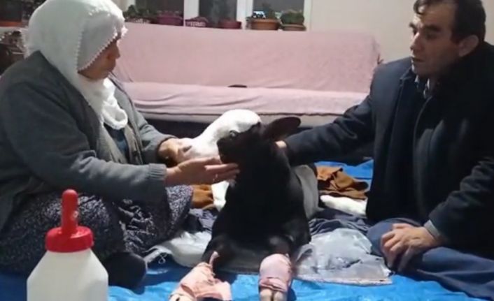 Erken doğduğu için gözleri görmeyen buzağıya bebek gibi bakıyorlar