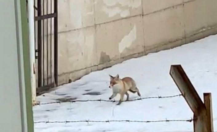 Erzincan’da aç kalan tilki yemek aramak için şehir merkezine indi