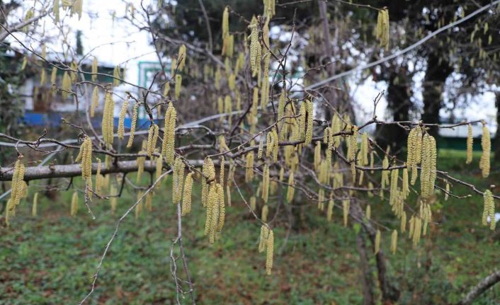 FİSKOBİRLİK’ten fındık üreticilerine sigorta uyarısı