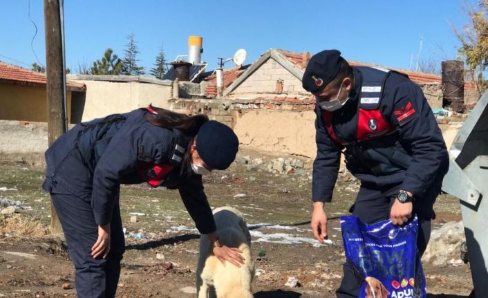 Jandarma ve polisten sokak hayvanlarına mama desteği