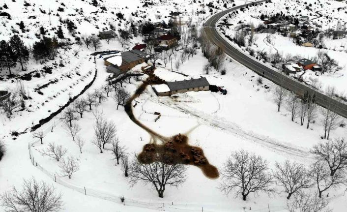 Karınları doyan süt kuzularının ahırda neşeli halleri renkli görüntü oluşturdu