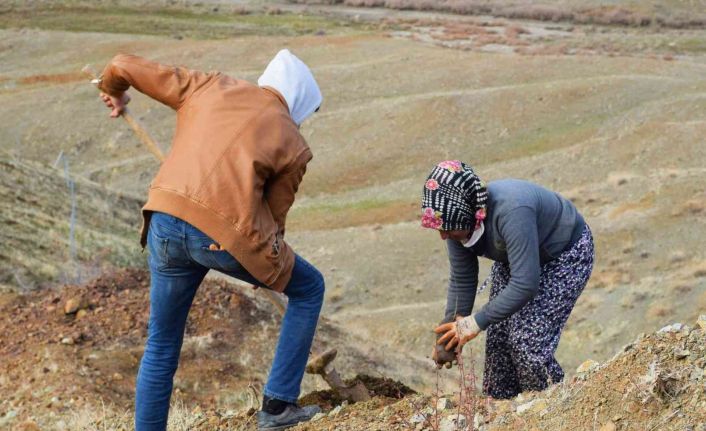 Kilis’te 16 hektara badem dikildi
