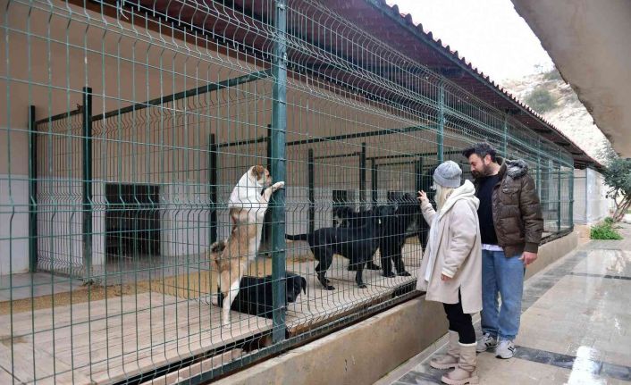 Mersin’de ocak ayında 29 köpek yeni yuvalarına kavuştu