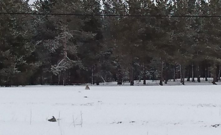 Nesli tükenme tehlikesi altında olan vaşak Çamlıçatak ormanlık alanında görüntülendi