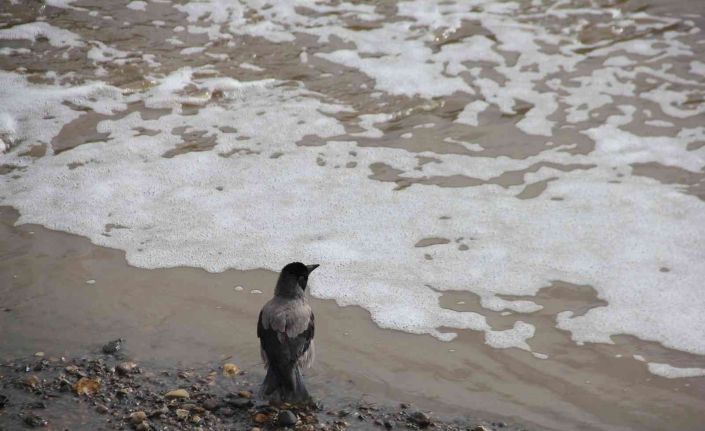 Oltu Çayı yine köpürdü