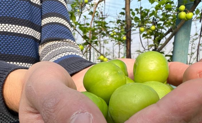 (Özel) Kış ortasında Bursa’da erik hasadı...Tanesi 20 liraya satılıyor