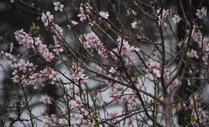 Şeftali ağacı Şubat ayında çiçek açtı