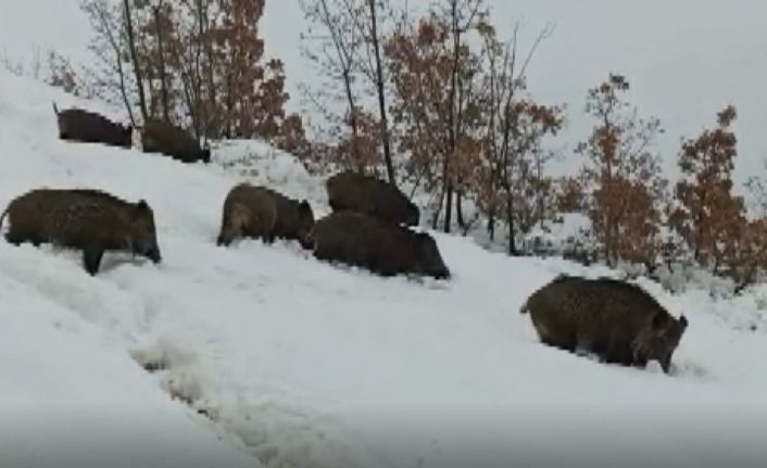 Tunceli’de aç kalan yaban domuzları sürü halinde merkeze indi