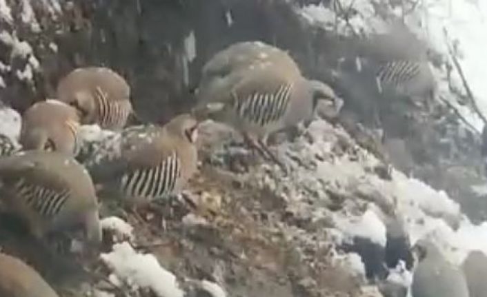 Tuncelili vatandaştan örnek davranış: Her gün onlarca yaban kekliğini besliyor