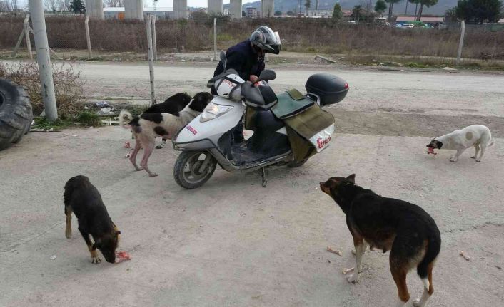 Türkiye Gazetesi dağıtıcısı, 3 yıldır sokak köpeklerini düzenli olarak besliyor