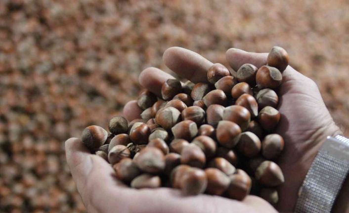 Üreticinin elinde ihtiyacı karşılayacak fındık kalmadı