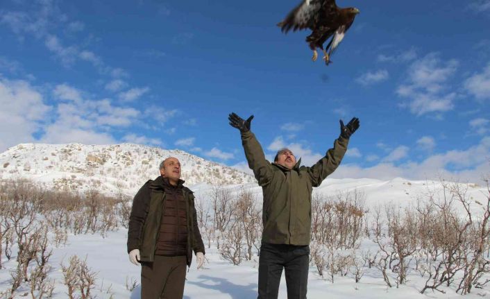 Yaban hayvanları Şırnak’ta tedavi merkezinde şifa bulup yaşam alanlarına dönüyor
