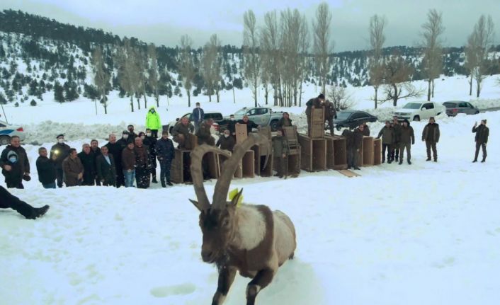 Yaban keçileri ilk kez doğal ortamından alınıp başka bir doğal ortama bırakıldı