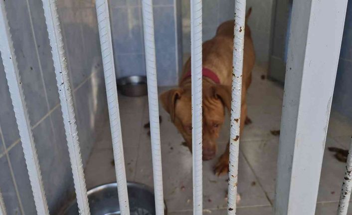 Yasaklı ırk köpek besleyen ve hayvana eziyet eden 6 kişiye 35 bin 802 TL ceza