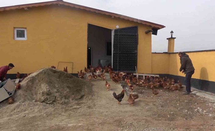 Yoğun talep üzerine tavuk çiftliği kurdu, şimdi paraya para demiyor