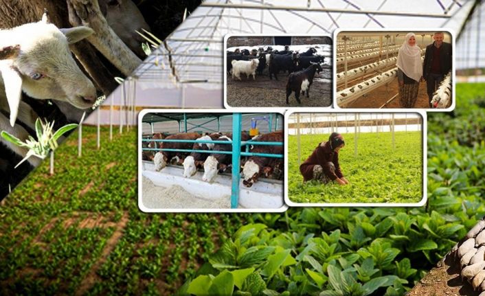100 bin TL hibe için son başvuru tarihi 15 Marta uzatıldı