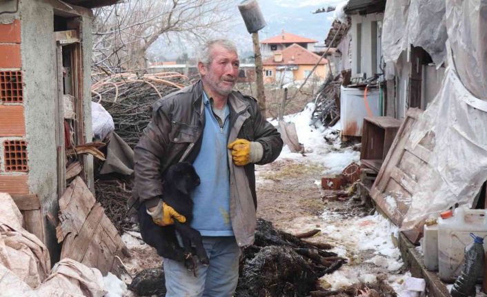 Aşı yapılan 150 keçilerinden 70’i telef olan çoban aile gözyaşlarına boğuldu
