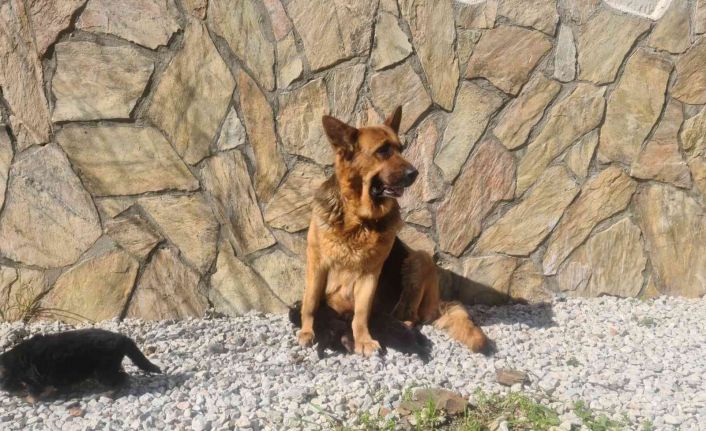 Bir ilke imza attı, yavrularını yiyen K-9 köpeği tedavi edildi