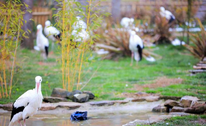 Düşkün leyleklere özel hazırlanmıştı, misafir sayısı her geçen gün artıyor
