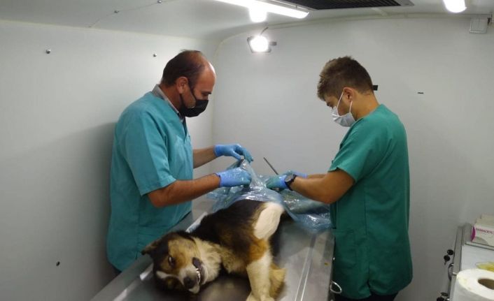 Genel Sekreter Koyak: “ Köylerde 1 yılda 949 hayvanın kısırlaştırma ve bakımı yapıldı”