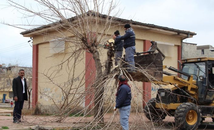 Kilis’te ağaçlar budanıyor