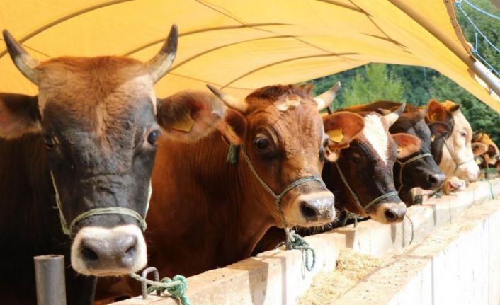 "Kırmızı et fiyatlarının düşmesi için dişi malların kesilmemesi ve girdi maliyetlerinin düşürülmesi gerekir"