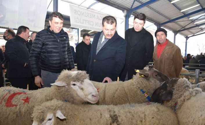 Koçlar Gönen’de panayırda boy gösterdi