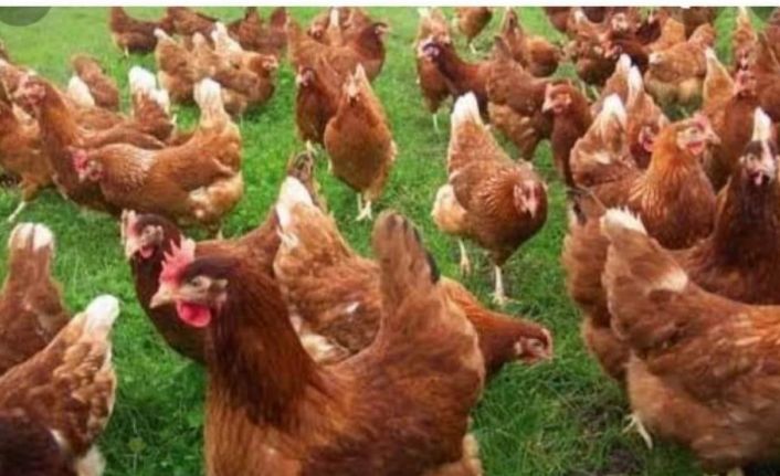 Köy muhtarı ekonomiye katkı için 300 yumurta tavuğu ve besi yemi dağıttı