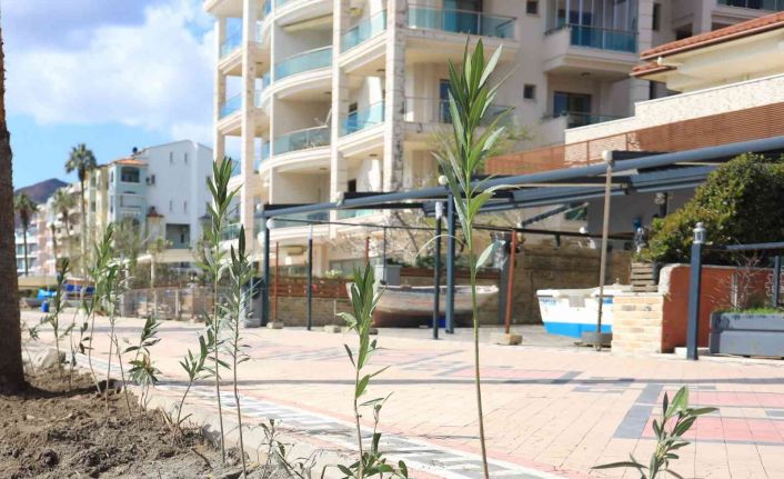 Marmaris Uzunyalı’yı zakkumlar süsleyecek