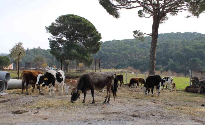 Onlar sadece süt veren inek değil, aynı zamanda ormanları yangınlardan koruyan görevliler