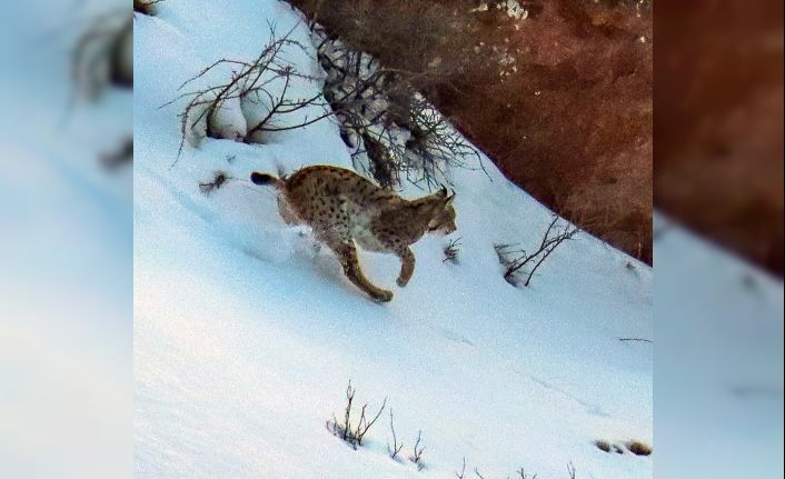 Ormandaki hayalet olarak bilinen vaşakların 3’ünü aynı yerde fotoğraflamayı başardı