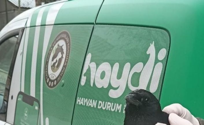 Polisten kargaya şefkat eli