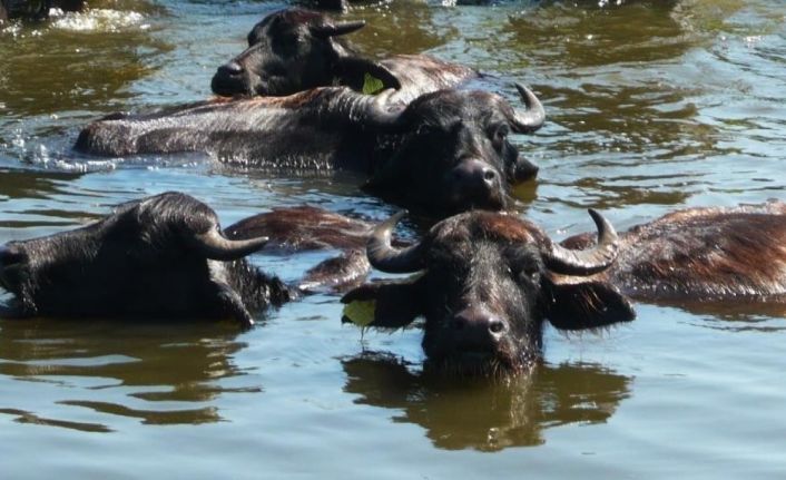 Samsun 23 bin ’manda’ sayısı ile Türkiye’de 1. sırada