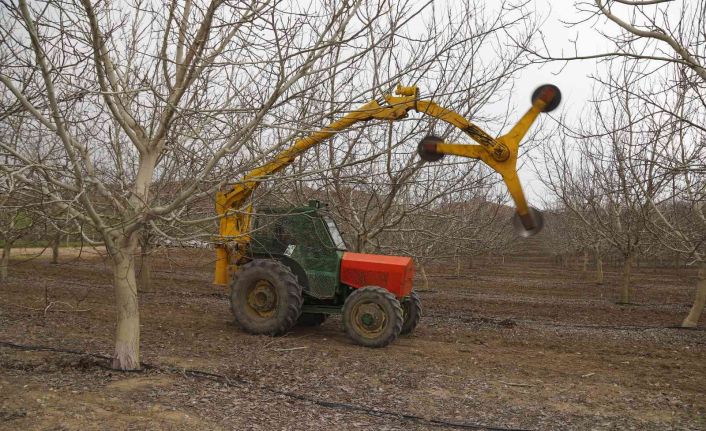 Türkiye’nin en büyük ceviz bahçesinde ilk defa mekanik ceviz budaması yapıldı