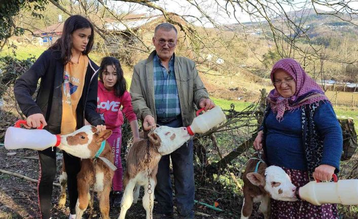 Üçüz doğan buzağılarına bebek gibi bakıyorlar