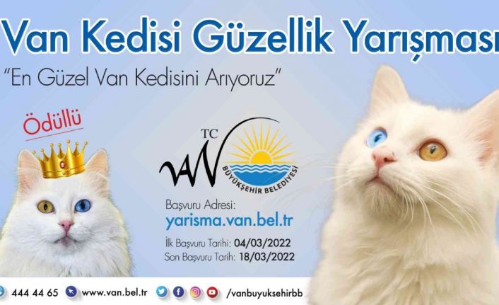 Van kedisi güzellik yarışması