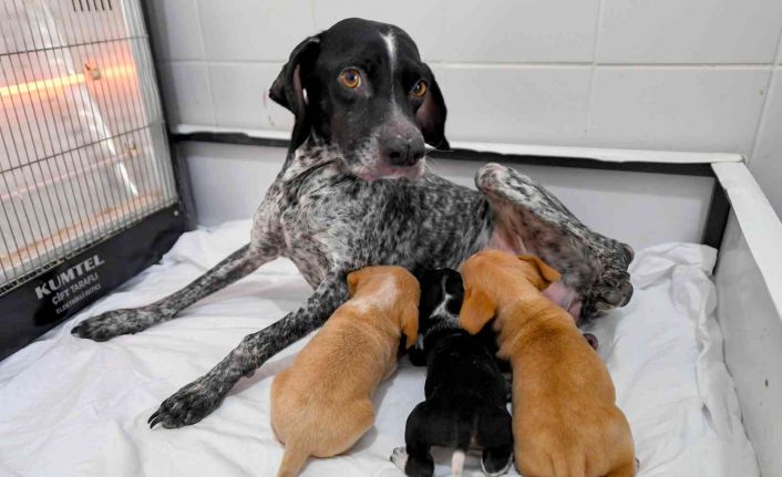 Yağmur altında kalan anne köpek ve yavruları koruma altına alındı