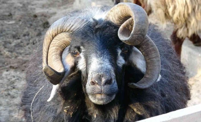 4 yaşında 4 boynuzu ile dikkat çekti