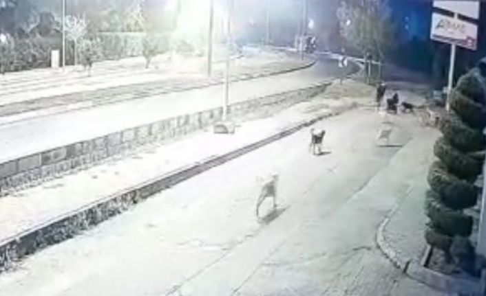 Aynı yerde 10’u geçkin köpeğin bebek arabalı aile ve vatandaşlara kabus yaşattığı anlar kamerada