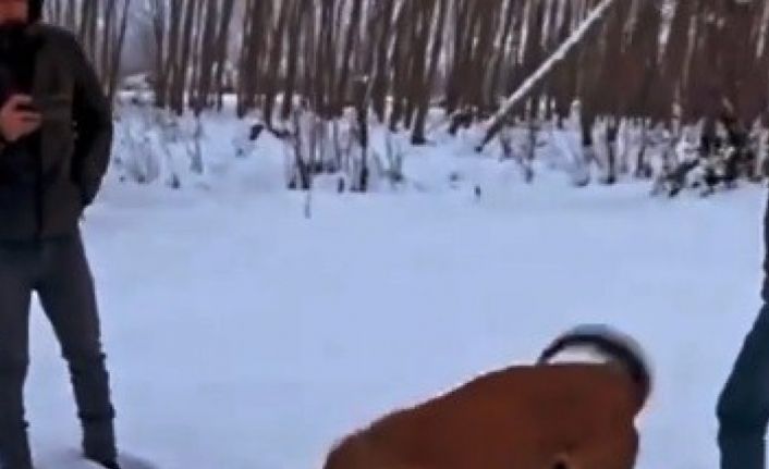 Çoban köpeklerinin döğüştürme görüntülerini sosyal medyada paylaşınca yakayı ele verdi